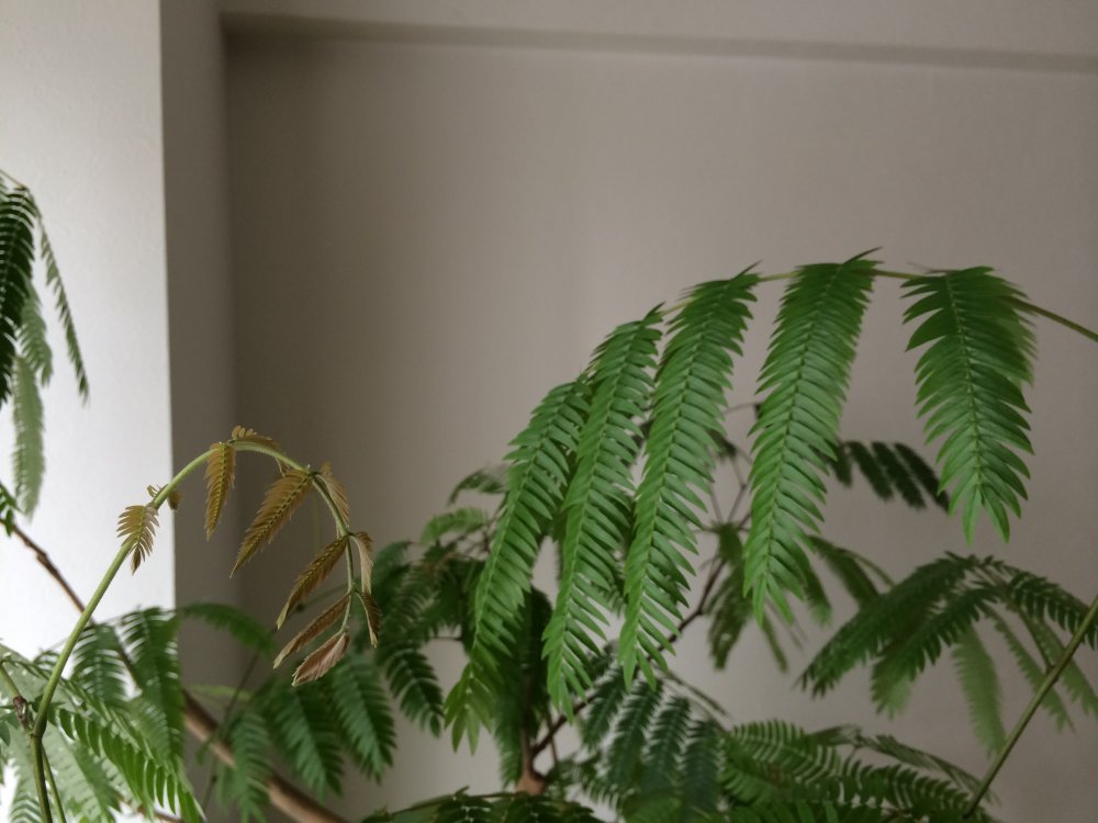 エバーフレッシュにカイガラムシが その1 しままさんのリビングの観葉植物 イエナカ手帖