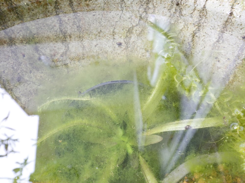 藻が勢力を伸ばす水鉢