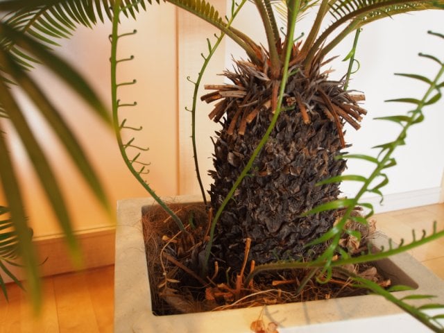 ソテツを剪定 すいすいさんのリビングの観葉植物 イエナカ手帖 ソテツを剪定 すいすいさんのリビングの観葉植物 イエナカ手帖