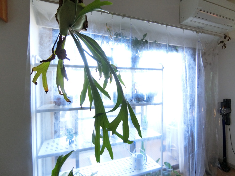 窓からの冷気をシャットアウト ビニールカーテンを自作してみた すいすいさんのリビングのカーテン イエナカ手帖