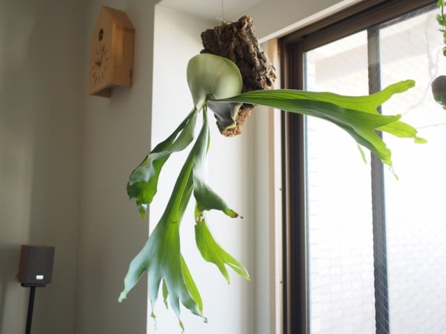 ベストセラー 観葉植物 ビカクシダ 大型 ビフルカツム アルシコルネ 胞子葉と ガーデニング