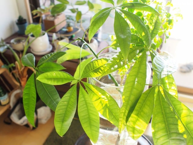 パキラと折れた枝のその後 1ヶ月半後 すいすいさんのリビングの観葉植物 3 3 イエナカ手帖 パキラと折れた枝のその後 1ヶ月半後 すいすいさんのリビングの観葉植物 3 3 イエナカ手帖